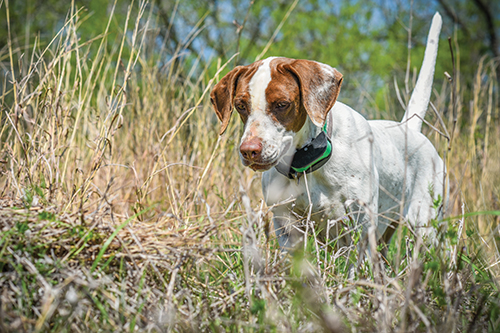 Pointer dog