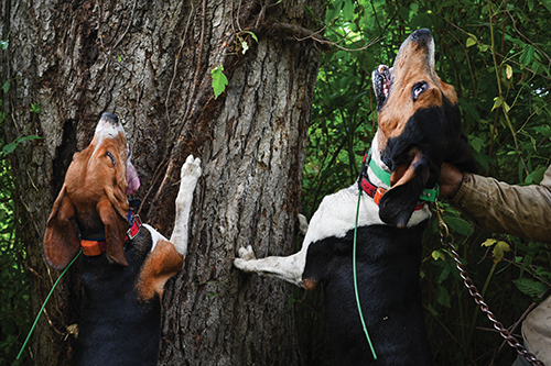 Treeing hounds