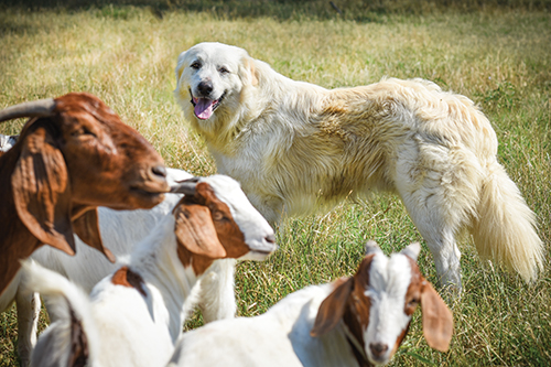 Livestock dog