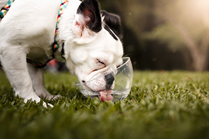 Dog drinking