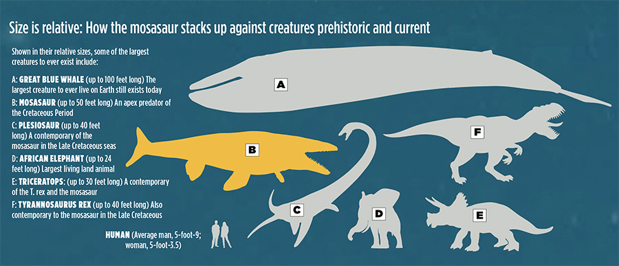 relative sizes