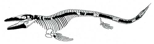 skeleton reconstruction